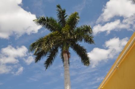 hotel court yard palm tree